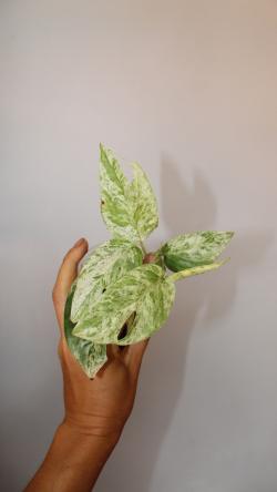 Sadnice - sobne biljke: Epipremnum Pinnatum Marble variegata 